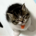 jellyjellystar avatar