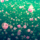 jellys-for-days avatar