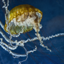 jellythefish-blog avatar