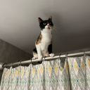 jenesaispourquoi avatar