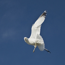 jennesaisquoi avatar