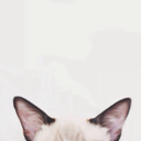 jennifer-wang avatar