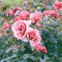 jenniferbell13 avatar