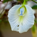 jennifercorrected avatar