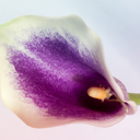 jenniferjurca-blog-blog avatar