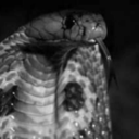 jenninschi-blog avatar