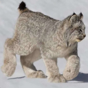 jennydeathnow avatar