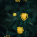 jennylemonsuck avatar