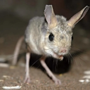 jerboa-official avatar