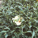 jerrys-gel-pens avatar