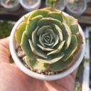 jesselmeneses avatar