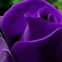 jessicagordon79 avatar