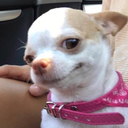 jesspoodle avatar