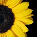 jessykaacabral avatar