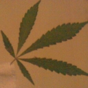 jesterhopperpot avatar