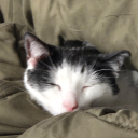 jestingmaniac avatar