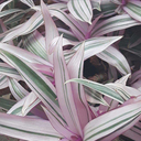 jetblackpepper avatar