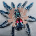 jeweltarantula avatar