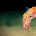 jiafeiiscool17 avatar