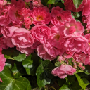 jiangcheng-lover avatar