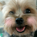 jillapplerabbit avatar