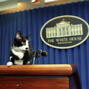 jilliannotjill avatar