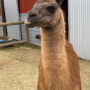 jilliansheety avatar