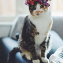 jimemiaw-blog avatar