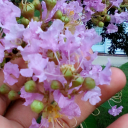 jin-jamm-desu avatar