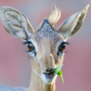 jisus-joe-blog avatar