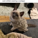 jitterbugs927 avatar