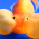 jitterfish avatar