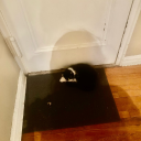 jiyeongsprisonwife avatar