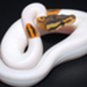 jkobylka-blog-blog avatar