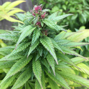 jmon-g-grows-weed avatar