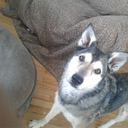 jobiwonkanobi avatar