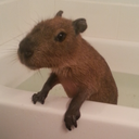 joejoe-the-capybara avatar