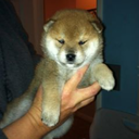 jogososhibainu avatar