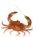 johann-sebastian-crab avatar
