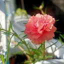 johannofarcangel avatar