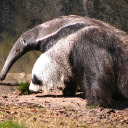 johnny-mueller avatar