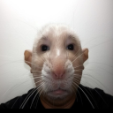 johnnypotatoe3 avatar