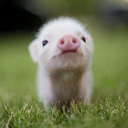 johnsonpaul076 avatar