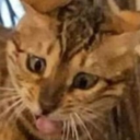 joireblogstohidefromfelonies avatar