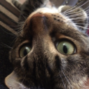 jojo-is-a-cat avatar