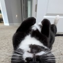 jokers-prehensile-boner avatar