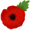 joliscoquelicots avatar