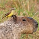 jollycapybara avatar