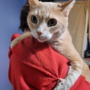 jollyjackolanterns avatar