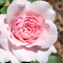 jollynachoflower avatar